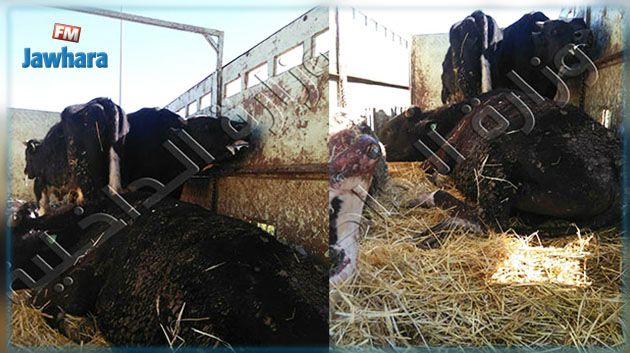 حجز شاحنة محملة بعجول مذبوحة غير صالحة للاستهلاك