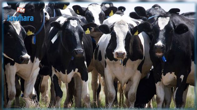 زغوان : إيقاف 3 أشخاص من أجل سرقة الأبقار