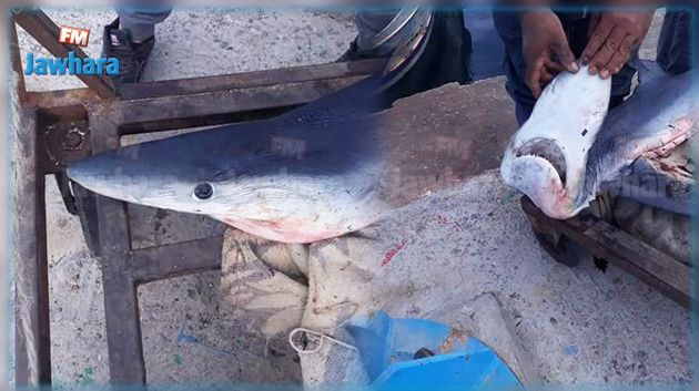 للمرة الثانية خلال يومين : اصطياد قرش أزرق في سواحل الشابة