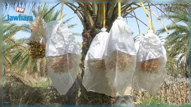 برنامج لإحداث 160 مؤسسة صغرى في حياكة الناموسية 