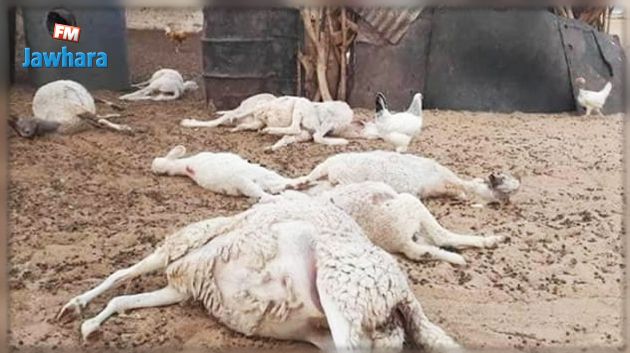 بسبب العطش : نفوق عدد من المواشي في المهدية