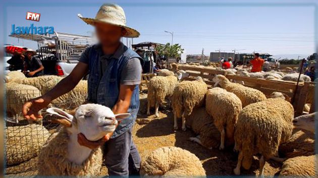 بن قردان : استياء في صفوف مربي الماشية بسبب أزمة الأعلاف 