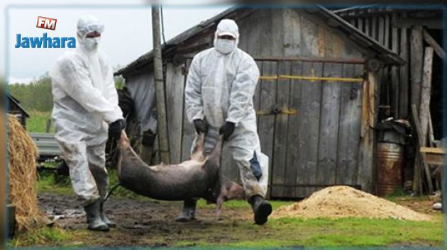 الأمم المتحدة تعقد جلسة طارئة لمحاربة حمى الخنازير الإفريقية