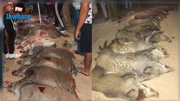 مدنين: القضاء على 14 خنزيرا بمعتمدية جرجيس