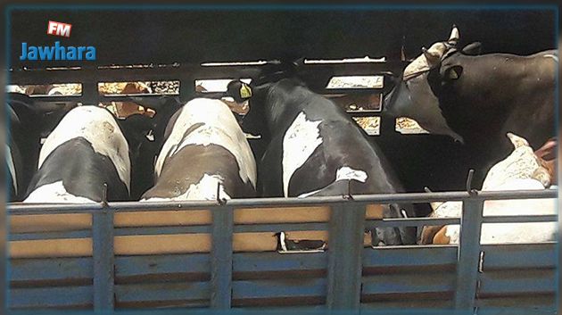 جندوبة : ضبط شاحنة محمّلة بأبقار مهرّبة