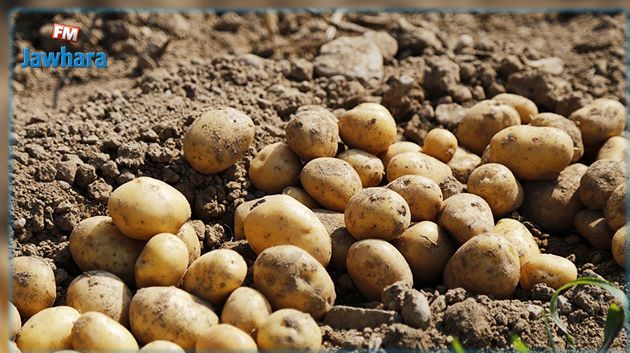 جندوبة : 'كارثة' تدمّر محصول البطاطا