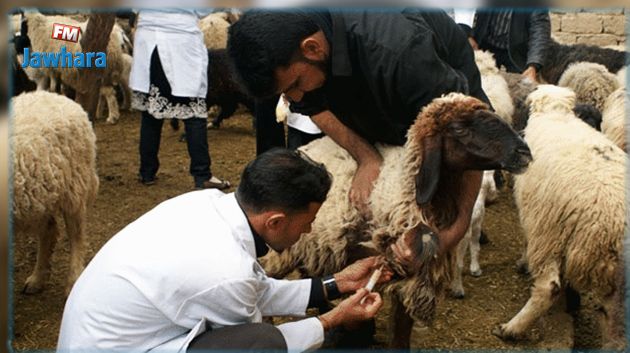 سيدي بوزيد: حملات تلقيح لقطيع الماشية