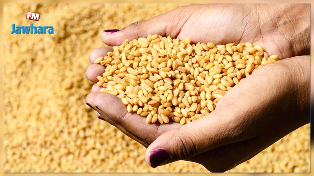 اجراء استثنائي : وضع بذور محلية للقمح على ذمة صغار منتجي الحبوب مجاناً