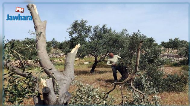 الوسلاتية : مجهولون يقطعون أكثر من 70 شجرة زيتون 