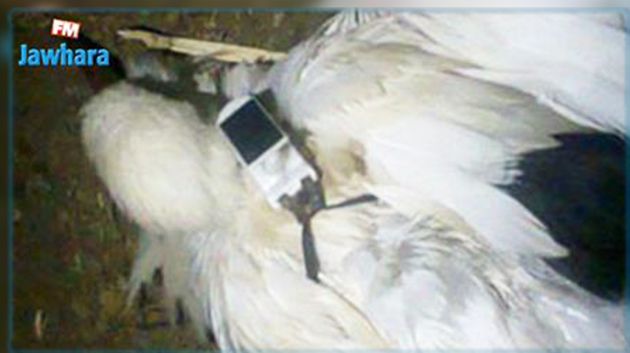 بنقردان : حجز 8 طيور تحمل أجهزة رصد على متن سيارة