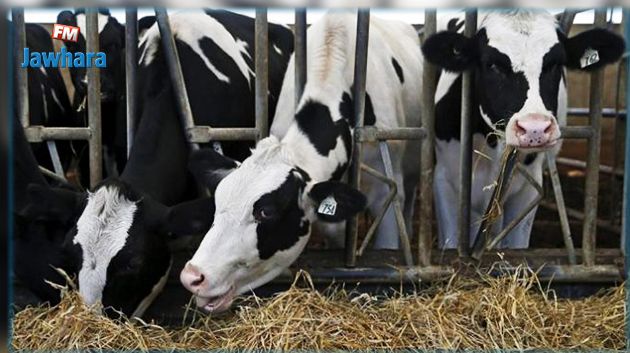 رغم التحذيرات والمخاطر : مربو الماشية في45 دولة مازالوا يستعملون المضادات الحيوية في التسمين