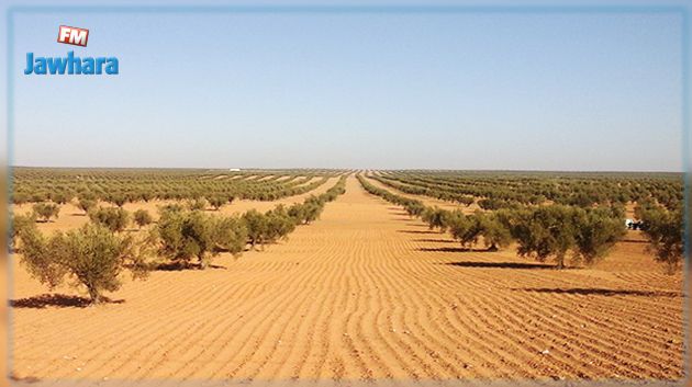 آفة قاتلة تهدد غابات الزيتون في تونس !