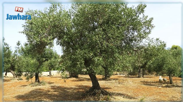 آفة قاتلة تهدّد غابات الزيتون : وزير الفلاحة يوضّح