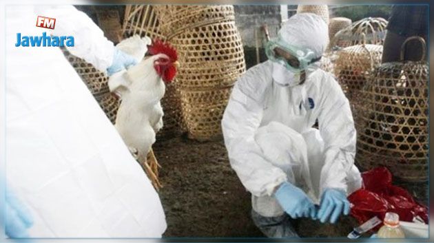 اكتشاف نوع جديد لمرض إنفلونزا الطيور في مصر