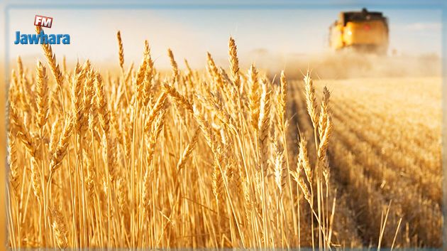 'معالي' يسيطر على 40 بالمائة من زراعات القمح الصلب في تونس
