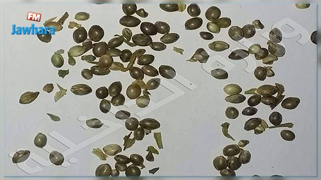 حجز 400 بذرة
