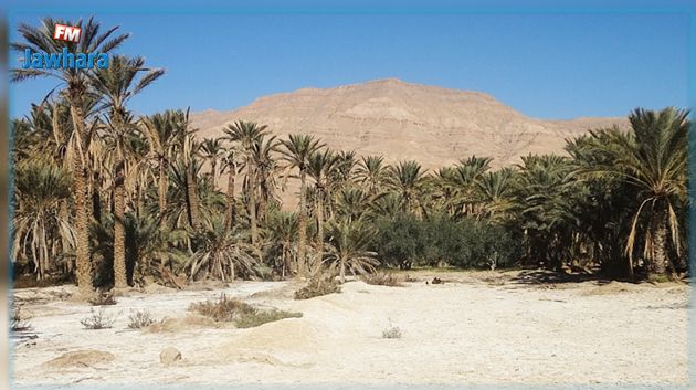 مختار الهمامي : ارتفاع كبير في درجات الحرارة يهدّد باندثار الواحات