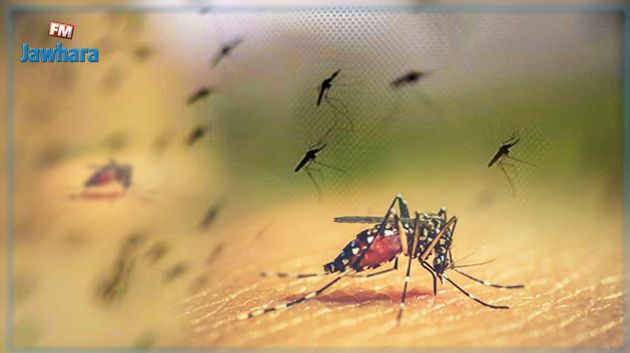 جملة من الإجراءات للقضاء على جحافل