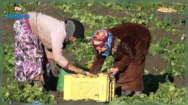 أجر المرأة الفلاّحة : الحكومة تتعهّد بتطبيق القانون