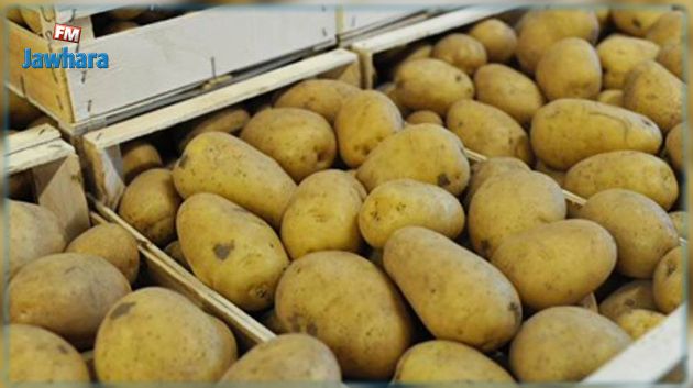قريش بلغيث : توريد البطاطا من مصر سوء تقدير من الوزير