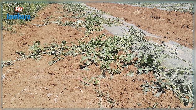 جندوبة: أضرار فادحة لحقت الزراعات الصيفية