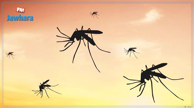 وزارة الصحة تحذّر من البعوض
