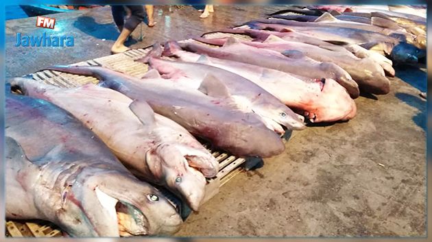 عضو نقابة الصيد البحري بقليبية : هذه الأسماك لا تشكل خطرا