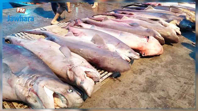 عضو نقابة الصيد البحري بقليبية : هذه الأسماك لا تشكل خطرا 
