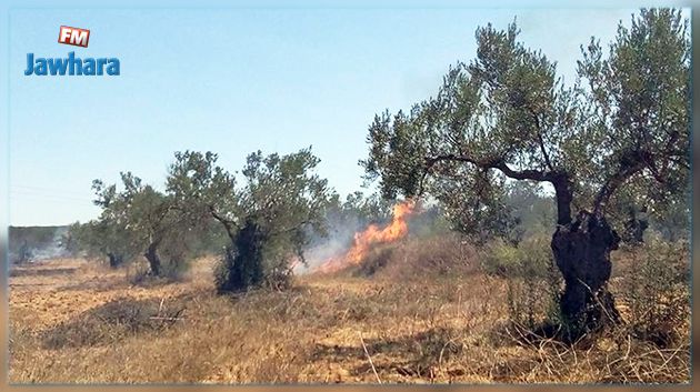 القيروان : حريق بأرض فلاحية و أشجار زيتون