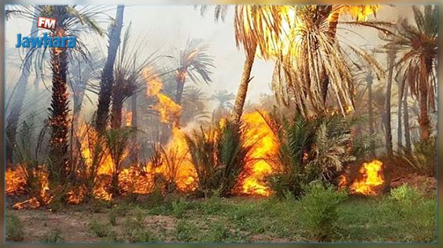 قبلي : احتراق 150 شجرة نخيل