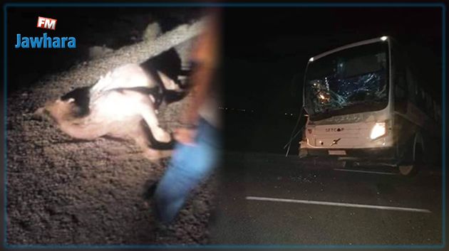طريق المتلوي توزر : حادث مرور بين حافلة ركّاب وجمل سائب