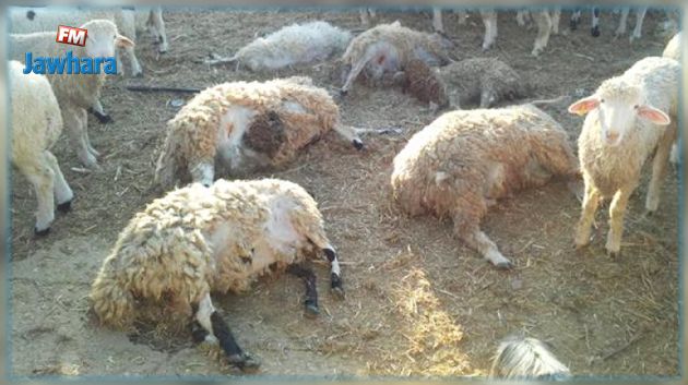 الهوارية : نفوق مواشي بسبب الصواعق الرعدية