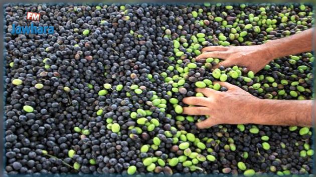 سمير بالطيب : صابة الزيتون 