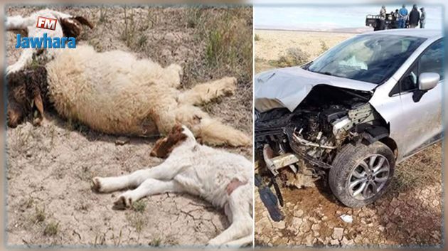 بين قفصة و توزر : نفوق أغنام بعد اصطدام سيارة بقطيع