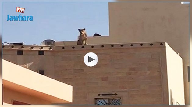 شاهد : لبؤة فوق بناية قرب مدرسة في الرياض