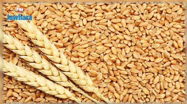 فرنسا تزوّد تونس بـ35 % من احتياجاتها من القمح