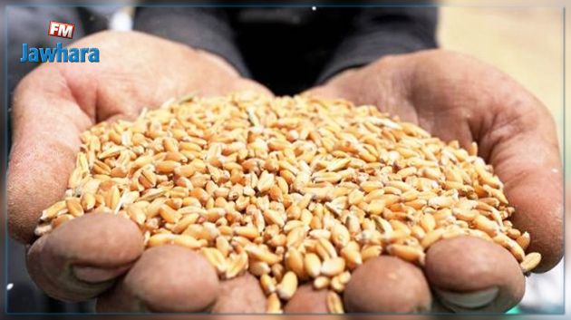 الخبير العدلي مصطفى بن فطوم يوضح حقيقة استيراد شحنة قمح 