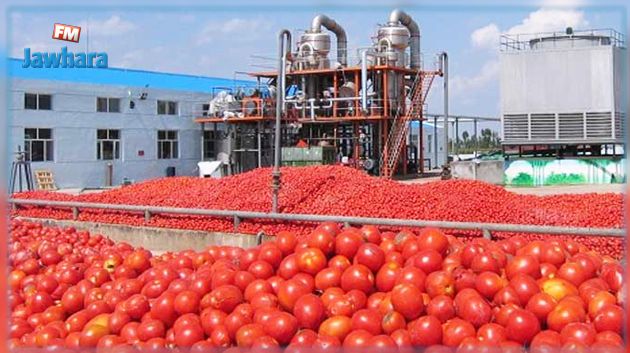 اتحاد الفلاحة يدعو إلى عدم التسرع في زراعة الطماطم المُعدة للتحويل