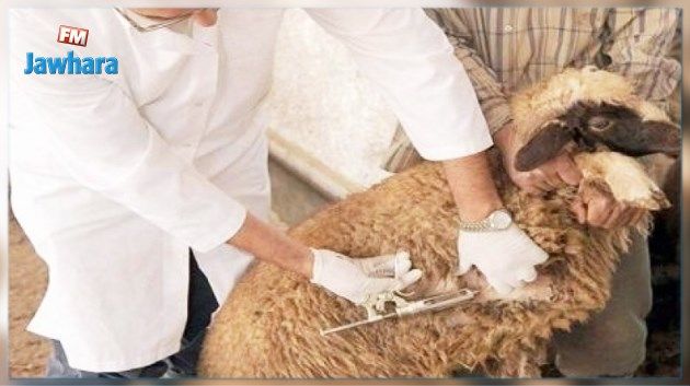 الأطباء البياطرة بولاية المهدية في إعتصام مفتوح  