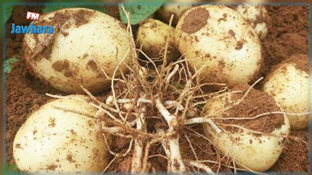 خطة لإنتاج بذور البطاطا في تونس