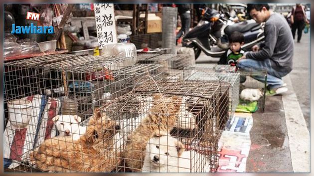 الصين تتجه لحظر استهلاك لحوم الحيوانات البرية 