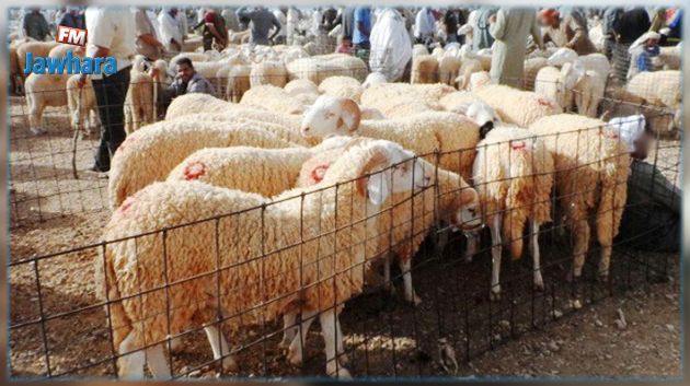 الإدارة العامة لشركة اللّحوم تغلق سوق الدواب بصفة ظرفية 