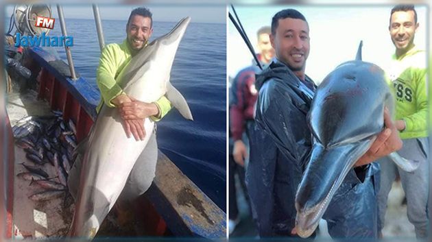بعد ظهوره في صور على مواقع التواصل الاجتماعي و اتهامه باصطياد الدلافين: الصيّاد يوضح