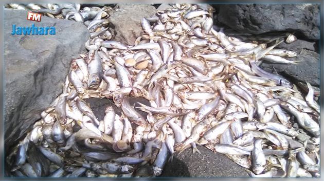 وزارة الفلاحة تؤكد نفوق الأسماك بصيّادة جراء النقص الأكسيجين في مياه البحر 
