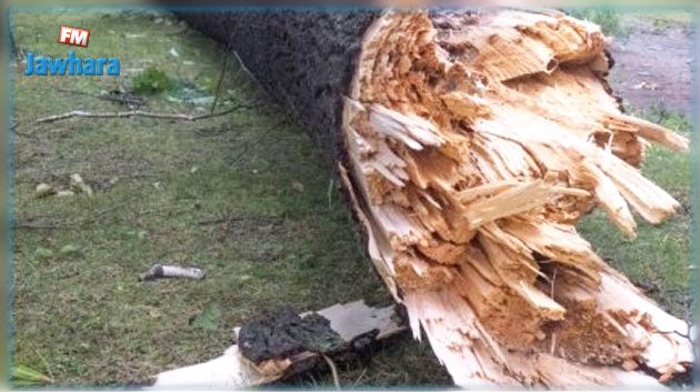 تطاوين : وفاة امرأة سقطت عليها شجرة عملاقة