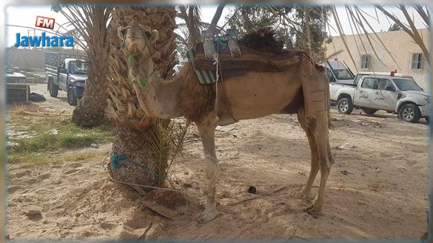 قبلي: جمل لتهريب هواتف جوّالة