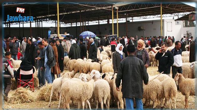 فائض ب 45 % في أضاحي العيد