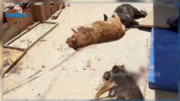 قتل كلاب بوحشيّة في جربة والتّمثيل بجثثها: إيقاف 3 أشخاص يشتبه في تورطهم في الجريمة