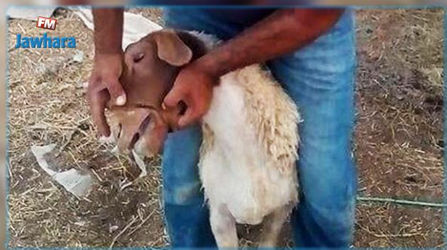 لمكافحة تفشي مرض اللسان الأزرق : دعوة للحكومة لإحداث صندوق الصحة الحيوانية