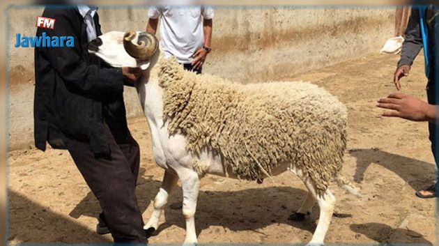 قفصة: تسجيل 61 اصابة بمرض اللسان الازرق في صفوف قطيع الاغنام والابقار
